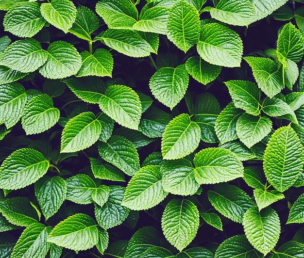 Feuilles de menthe fraîche sur fond de bois