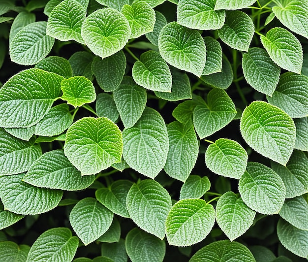 Feuilles de menthe fraîche sur fond de bois