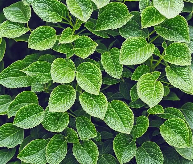 Feuilles de menthe fraîche sur fond de bois