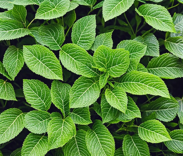 Feuilles de menthe fraîche sur fond de bois