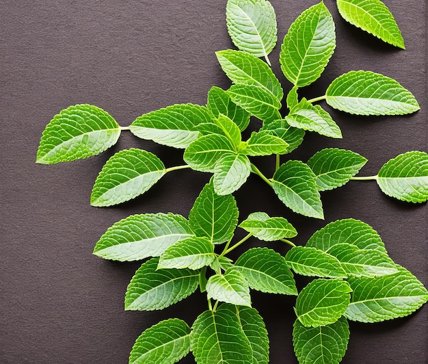 Feuilles de menthe fraîche sur fond de bois