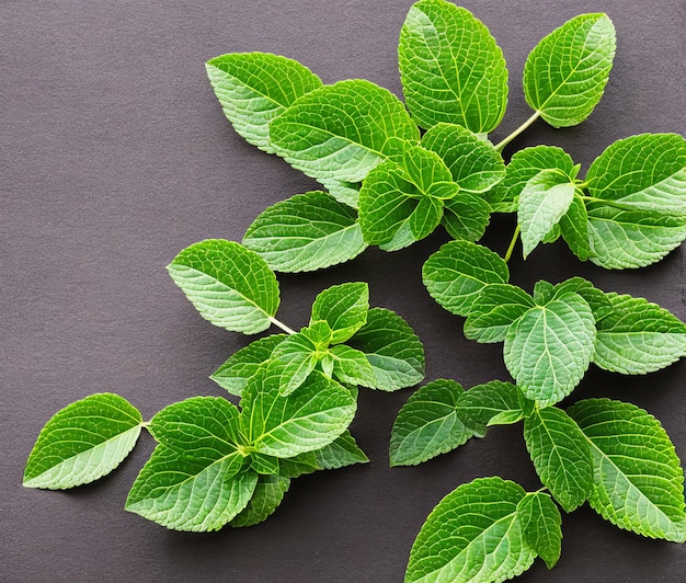 Feuilles de menthe fraîche sur fond de bois