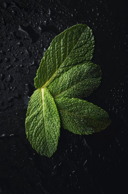 Feuilles de menthe fraîche sur fond de pierre noire avec espace de copie