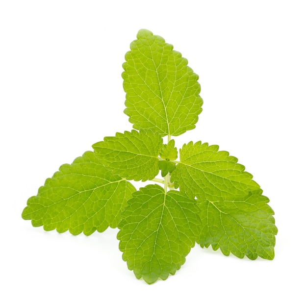 Feuilles de menthe fraîche isolés sur blanc