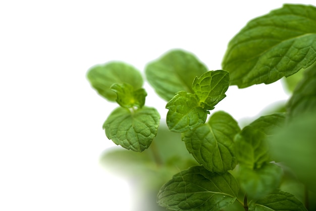 Feuilles de menthe fraîche isolés sur fond blanc