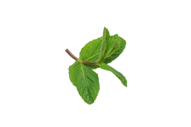 Feuilles de menthe fraîche isolés sur fond blanc