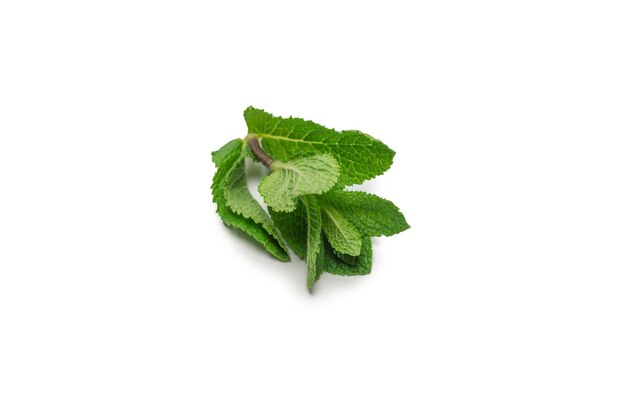 Feuilles de menthe fraîche isolés sur fond blanc