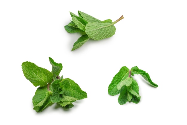 Feuilles de menthe fraîche isolés sur fond blanc