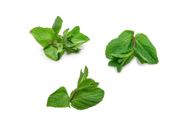 Feuilles de menthe fraîche isolés sur fond blanc