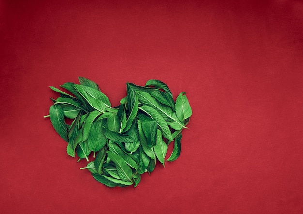 Feuilles de menthe fraîche sur une surface rouge