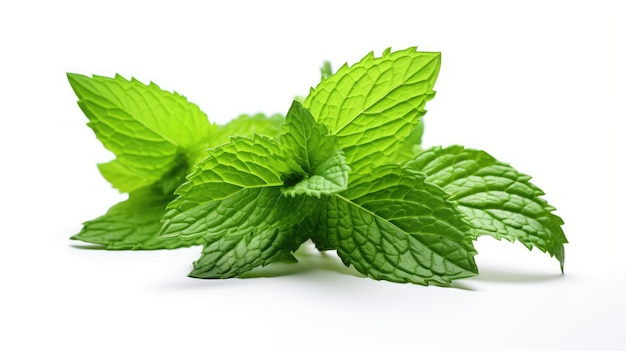 Feuilles de menthe fraîches Un gros plan de feuilles de mint vert vibrant disposées soigneusement sur un fond blanc ordinaire Les feuilles semblent fraîchement cueillies mettant en valeur leur texture naturelle et leurs bords tranchants