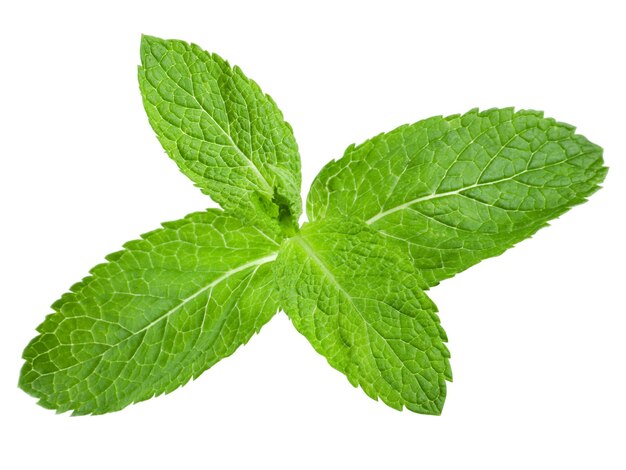 Photo des feuilles de menthe fraîches isolées sur un fond blanc