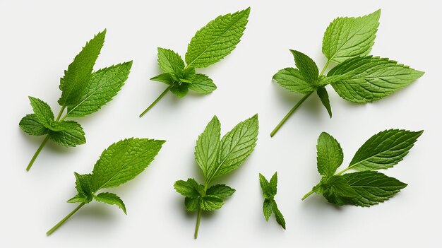 Des feuilles de menthe fraîches isolées sur un fond transparent