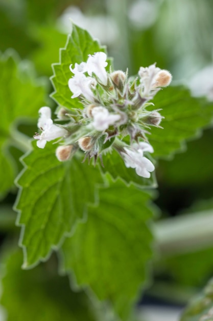 Feuilles de menthe. Gros plan d'une plante de menthe fraîche aux fleurs d'un vert vif.