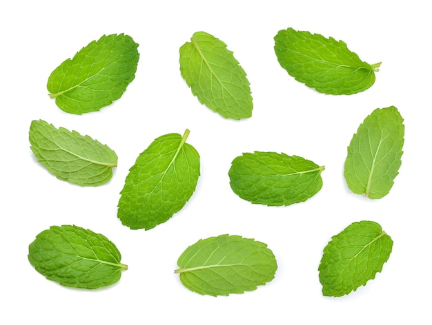 Feuilles de menthe isolées sur fond blanc.