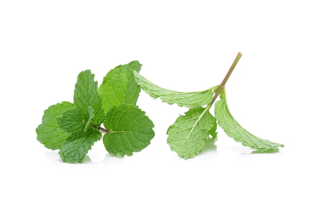 Feuilles de menthe isolés sur blanc.