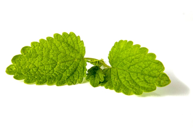 Feuilles de menthe isolés sur blanc