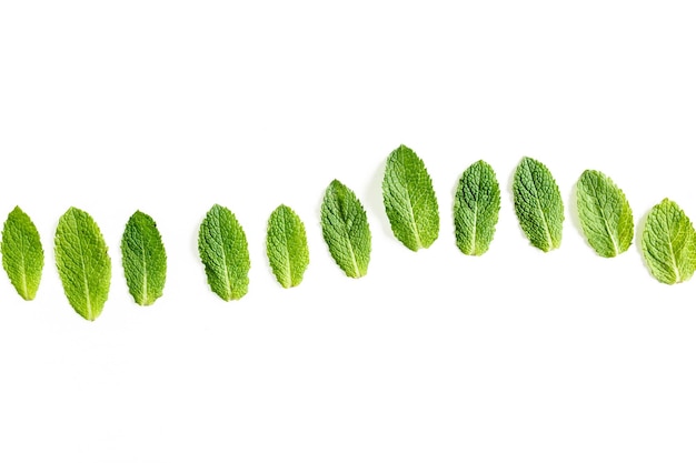 Feuilles de menthe isolés sur fond blanc ensemble de motif de menthe poivrée plat jeter vue de dessus