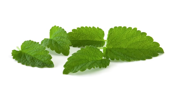 Feuilles de menthe isolés sur fond blanc Plante verte fraîche pour boissons et épices