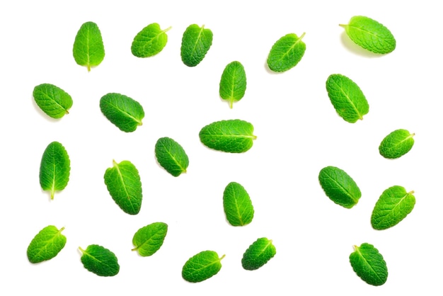 Feuilles de menthe isolés sur fond blanc