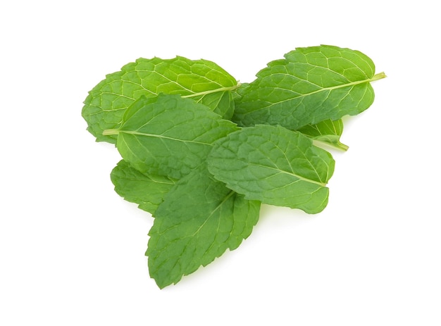 Feuilles de menthe isolés sur fond blanc