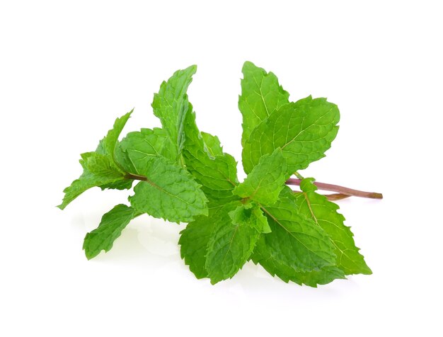 Feuilles de menthe isolés sur fond blanc