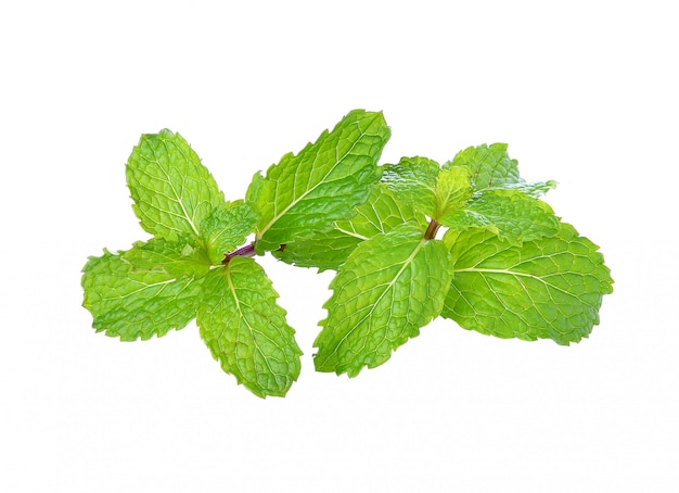 Feuilles de menthe isolés sur fond blanc