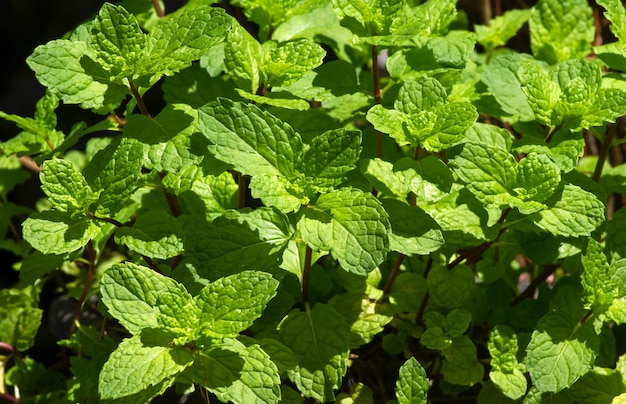 Les feuilles de menthe (Mentha piperita L) prospèrent dans le jardin, ont de nombreux bienfaits pour la santé