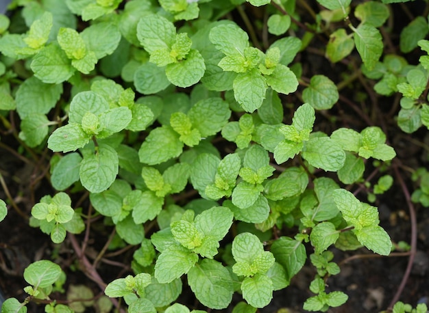 Feuilles de menthe sur menthe poivrée sur fond de nature