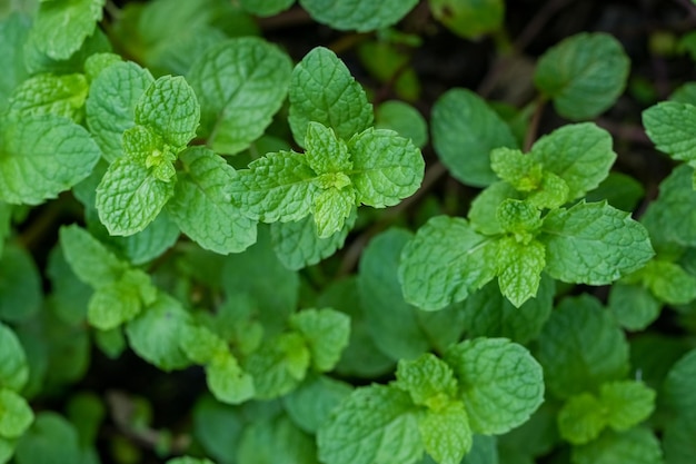 Feuilles de menthe sur menthe poivrée sur fond de nature