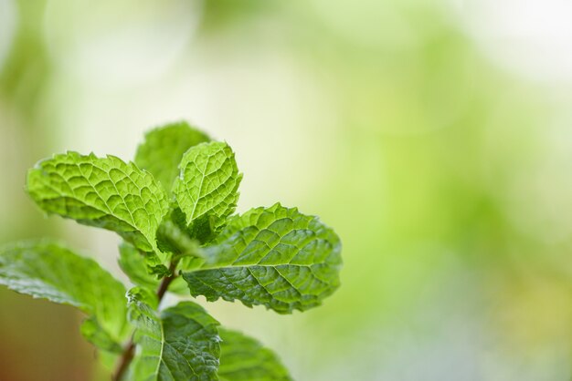 Feuilles de menthe poivrée dans le jardin