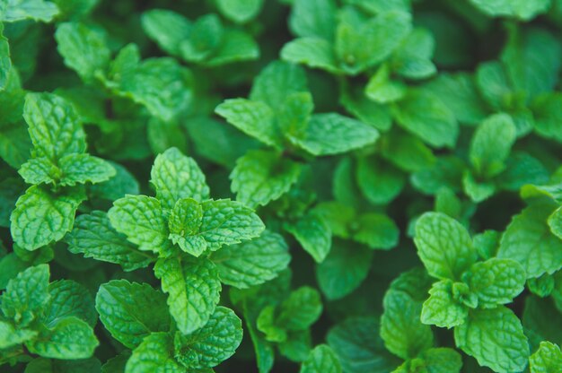 Feuilles de menthe poivrée verte. Mise à plat. La nature