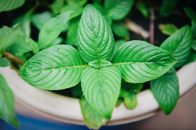 Feuilles de menthe poussant dans le potager pour les herbes