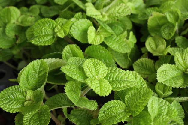 feuilles de menthe en tropical