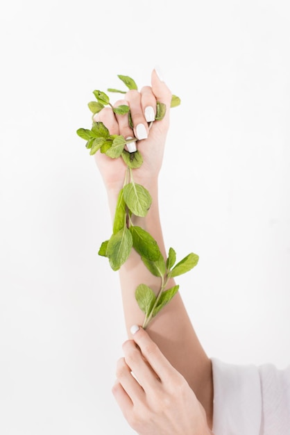 Feuilles de menthe verte dans les mains d'une femme isolée sur un concept d'économie d'environnement blanc