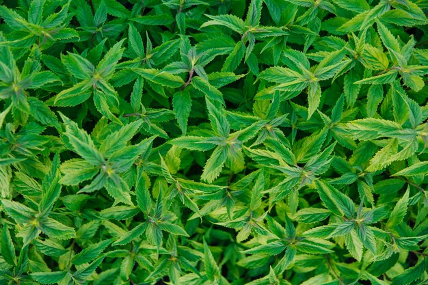 Feuilles de menthe verte fraîche feuilles de menthe à base de plantes fond