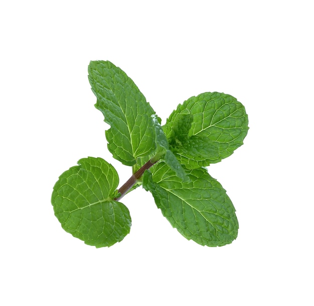 Feuilles de menthe verte fraîche isolés sur fond blanc