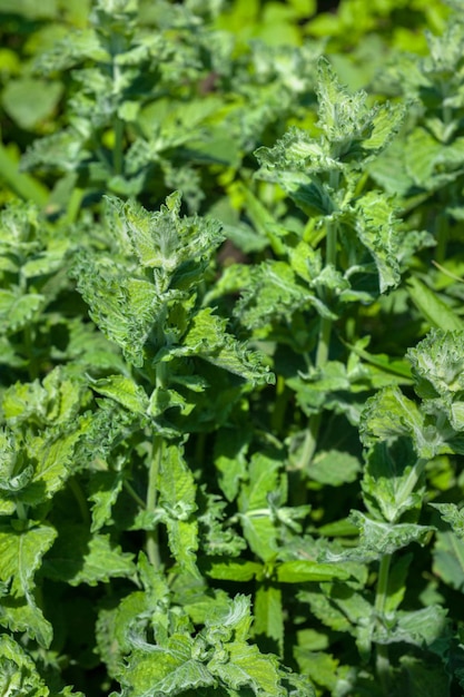 Feuilles de menthe verte d'ortie voir ci-dessus