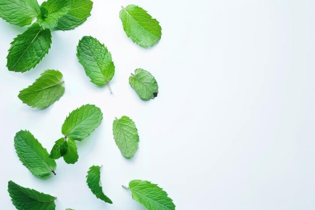 Des feuilles de menthe vertes fraîches isolées sur un fond blanc vue de haut