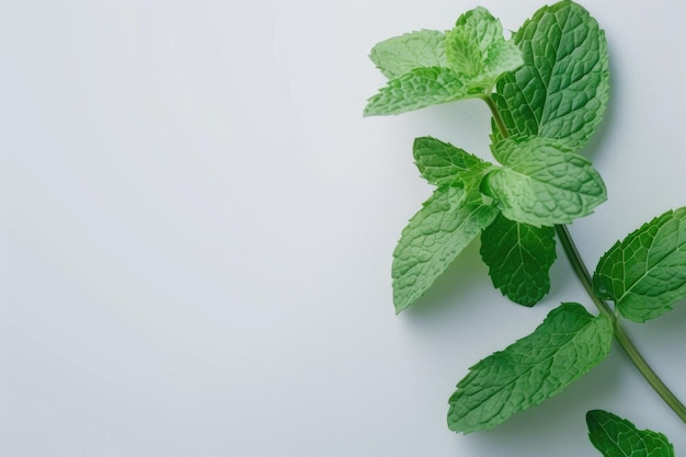 Feuilles de menthe vertes isolées sur un fond blanc Feuelles de menthe vert isolées sur une toile de fond blanche