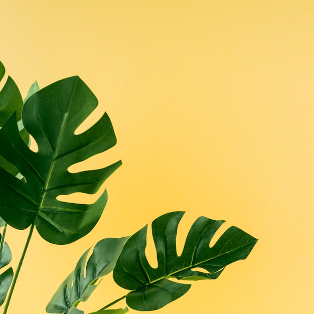 Photo feuilles de monstera artificielles sur fond jaune