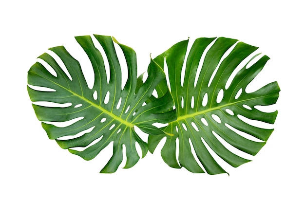 Photo les feuilles de monstera les feuilles isolées sur fond blanc les feuilles sur fond blanc