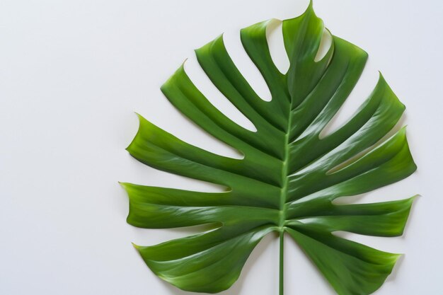 Feuilles de Monstera en flou artistique