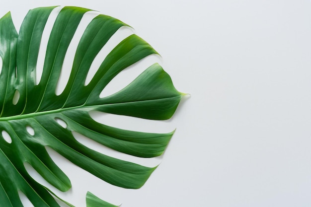 Feuilles de Monstera en flou artistique