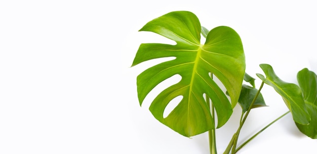 Feuilles de monstera sur fond blanc