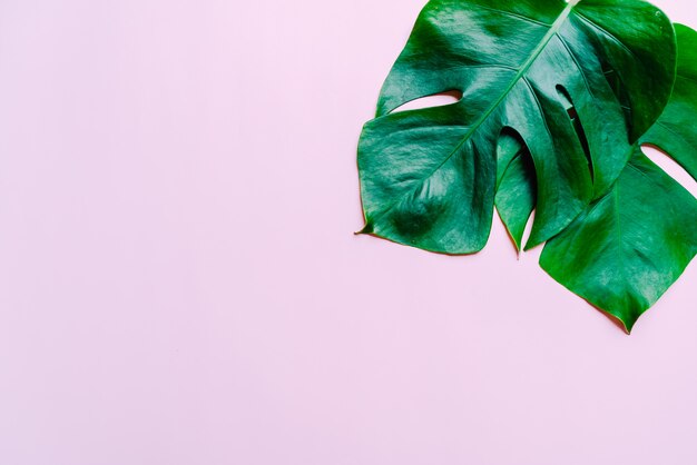 Feuilles de Monstera sur fond de couleur