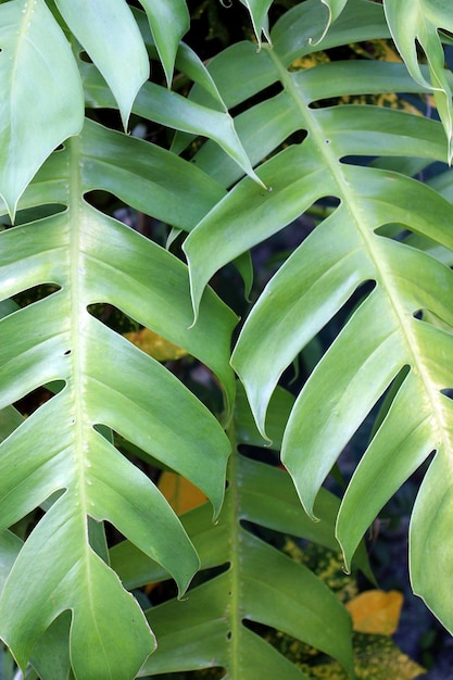 Feuilles de Monstera en gros plan Photo pour l'arrière-plan