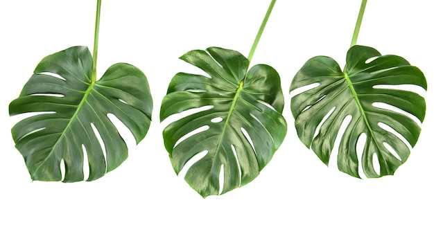 Feuilles de Monstera isolées
