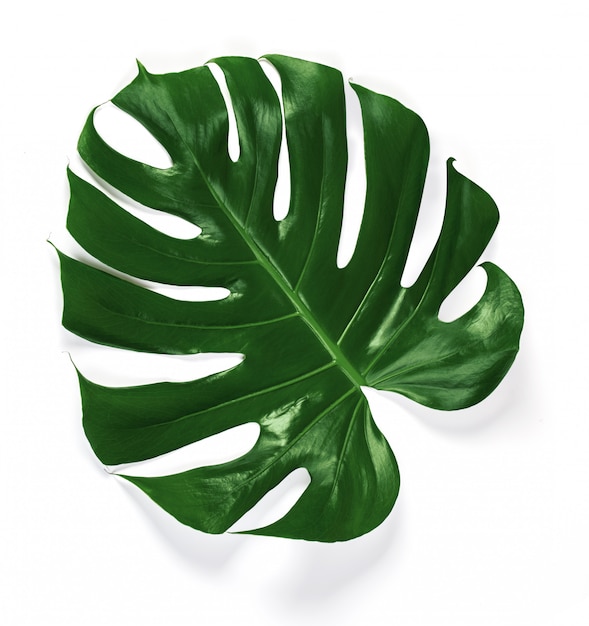 Feuilles de Monstera de la jungle tropicale