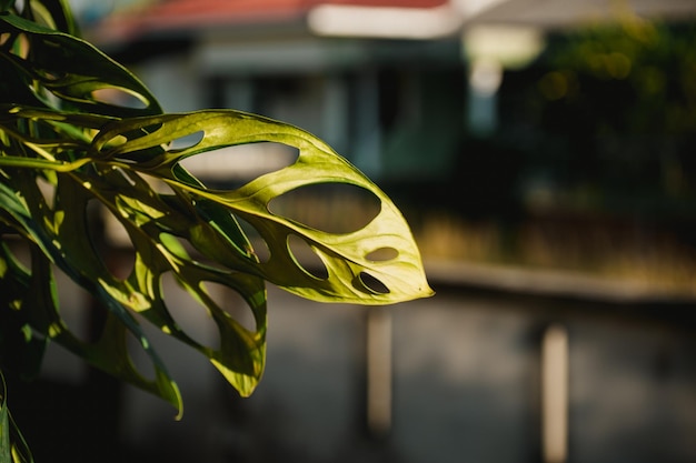 Photo feuilles de monstera philodendron